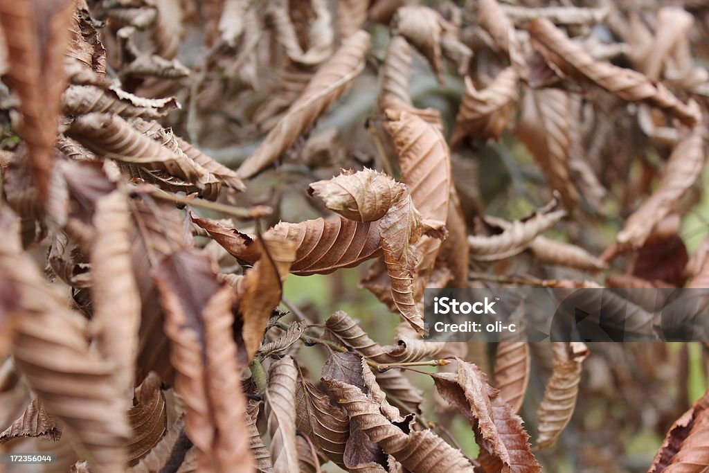 Crocantes marrón hojas - Foto de stock de Arbusto libre de derechos