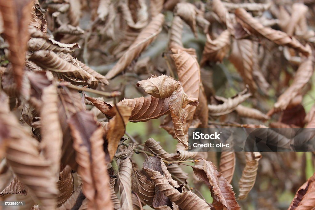 Croccante foglie marrone - Foto stock royalty-free di Albero