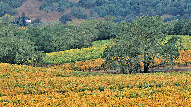 vino spettacolare - carneros valley napa valley vineyard california foto e immagini stock