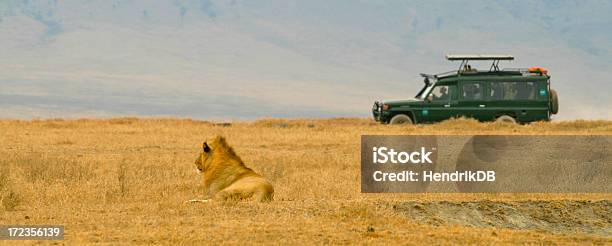 Lew I Turystów - zdjęcia stockowe i więcej obrazów Safari - Safari, Lew - Wielki kot, Samochód terenowy