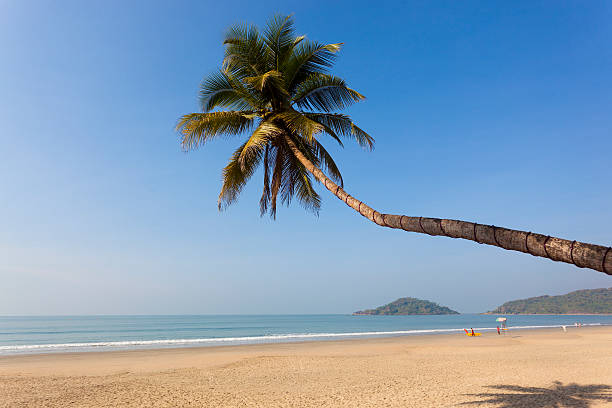 Beach "Palm tree on a beach with waves in Palolem, Goa, India" palolem beach stock pictures, royalty-free photos & images