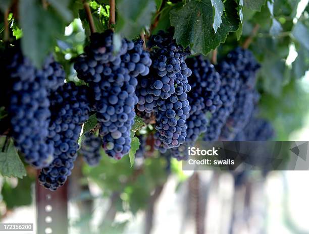 Uvas Para Vinho - Fotografias de stock e mais imagens de Ao Ar Livre - Ao Ar Livre, Comida e Bebida, Cultivado