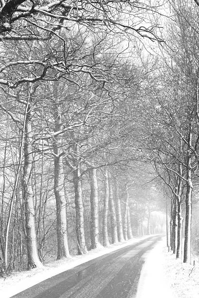 istock Dutch Landscape: Snow & Misty Road with vanishing point (b&w) 172356232