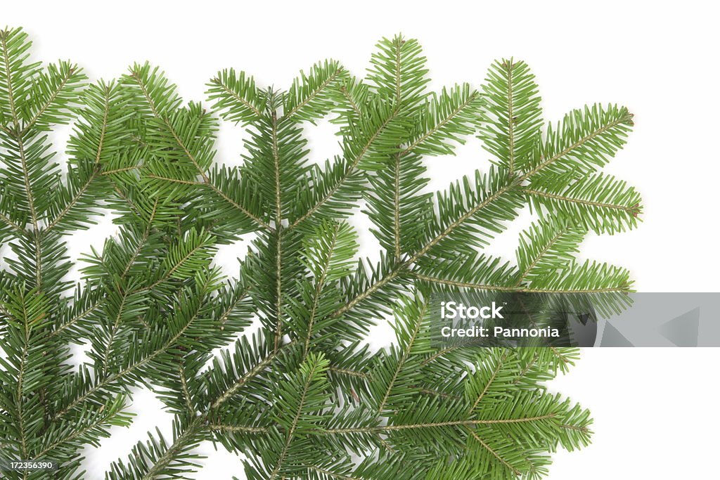 Pine Tree detalle - Foto de stock de Aguja - Parte de planta libre de derechos