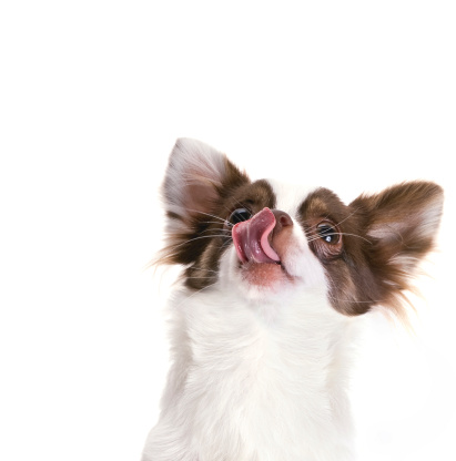 Chihuahua licking its chops.Click for related images: