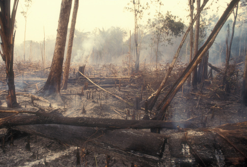 I used a slide film !Fire in the Amazon produces a lot of destruction forever. 60-70 percent of deforestation in the Amazon results from cattle ranches and soyabeans cultivation while the rest mostly results from small-scale subsistence agriculture.