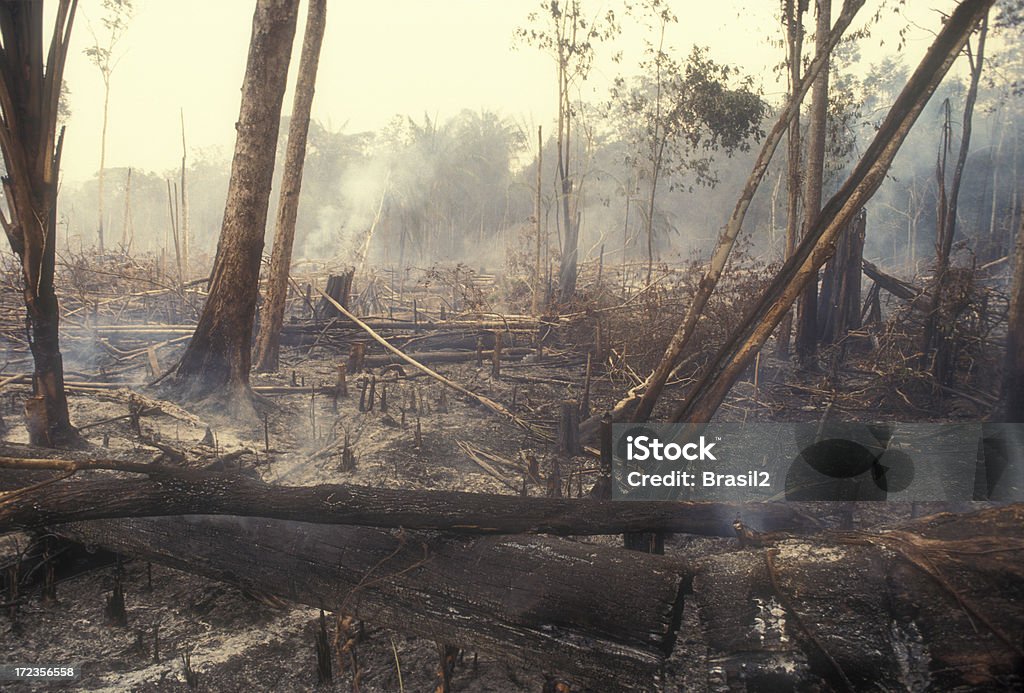 Destruction Global Warming I used a slide film !Fire in the Amazon produces a lot of destruction forever. 60-70 percent of deforestation in the Amazon results from cattle ranches and soyabeans cultivation while the rest mostly results from small-scale subsistence agriculture. Deforestation Stock Photo