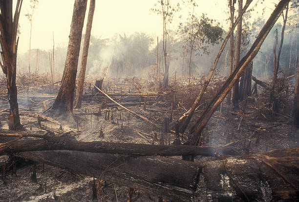 Destruction Global Warming I used a slide film !Fire in the Amazon produces a lot of destruction forever. 60-70 percent of deforestation in the Amazon results from cattle ranches and soyabeans cultivation while the rest mostly results from small-scale subsistence agriculture. deforestation stock pictures, royalty-free photos & images