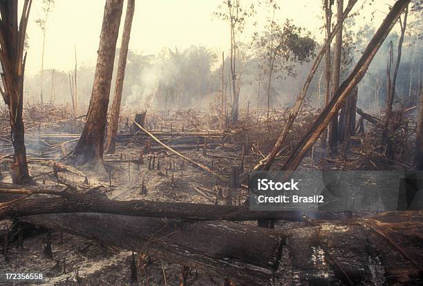 Destruction Global Warming Stock Photo - Download Image Now - Deforestation, Amazon Rainforest, Amazon Region