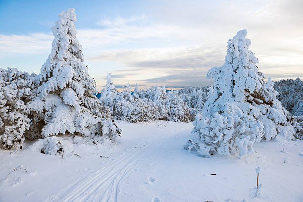 雪の森林の冬景色 - roan mountain state park ストックフォトと画像
