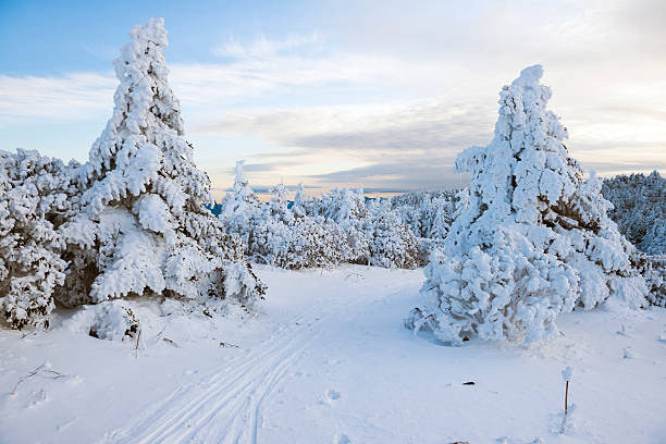 istock Winter snow forest landscape on Roan Mountain 172356772