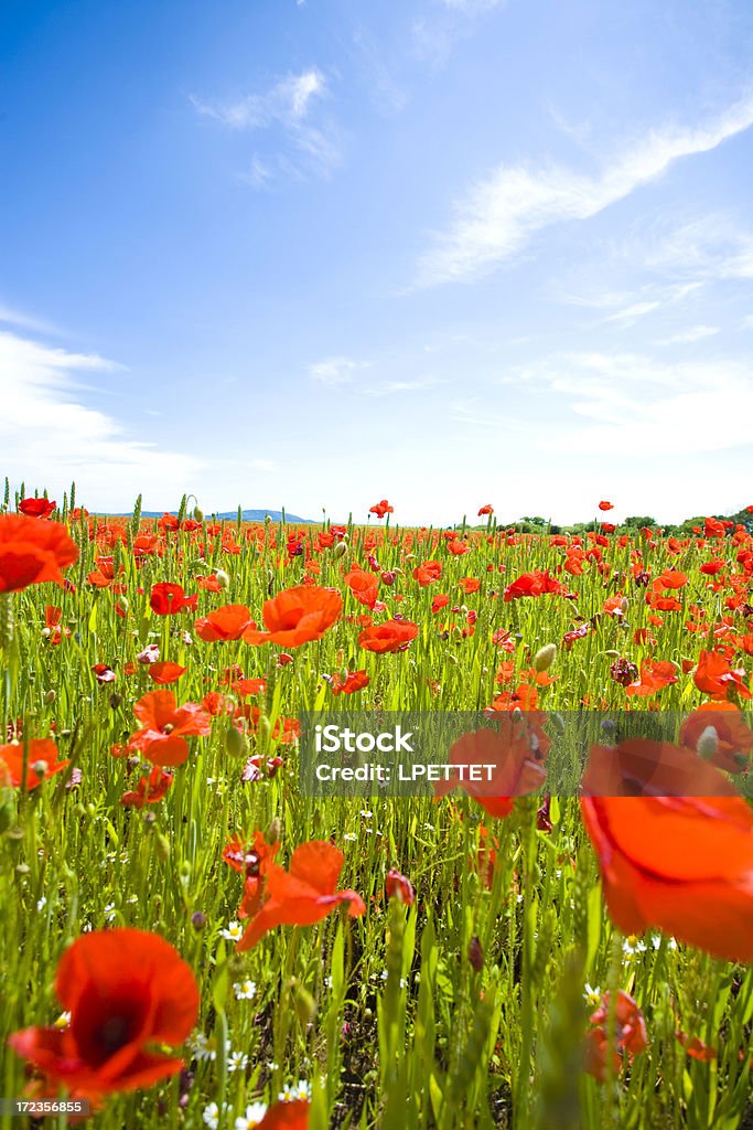 Campo di papavero - Foto stock royalty-free di Agricoltura