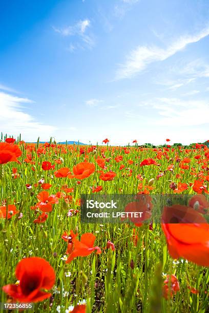 Campo Di Papavero - Fotografie stock e altre immagini di Agricoltura - Agricoltura, Campo, Colore verde