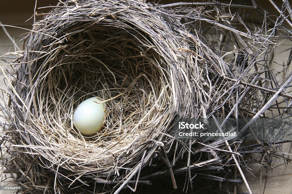 Птичье гнездо - Стоковые фото Гнездо животного роялти-фри