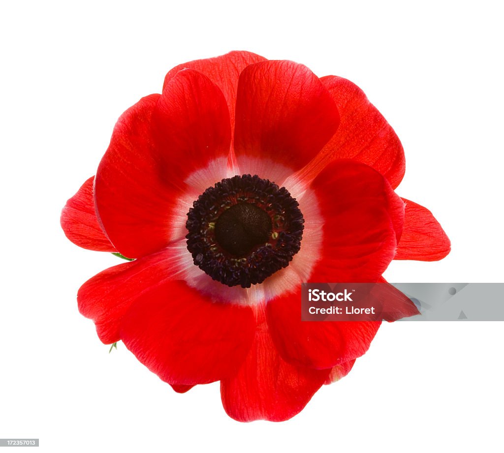 Red poppy isolated on a white background Red poppy isolated on white. YOU MIGHT ALSO LIKE THIS: Poppy - Plant Stock Photo