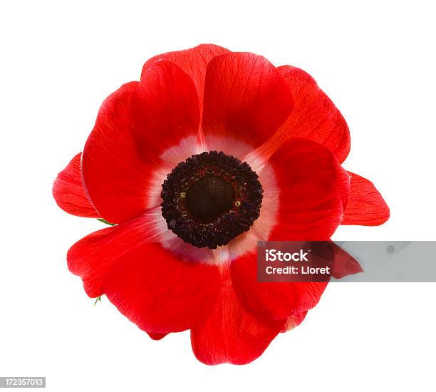 Red Poppy Isolated On A White Background Stock Photo - Download Image Now - Poppy - Plant, Red, Flower