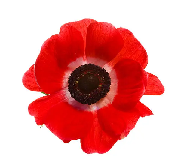 Red poppy isolated on white. YOU MIGHT ALSO LIKE THIS:
