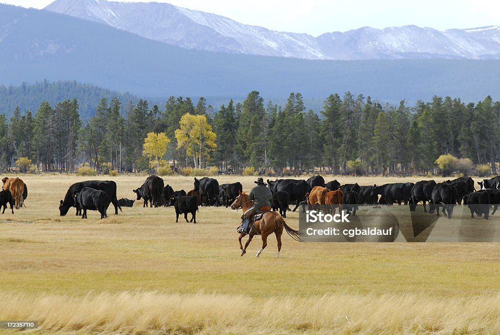 Cowboy à dos de cheval - Photo de Ranch libre de droits