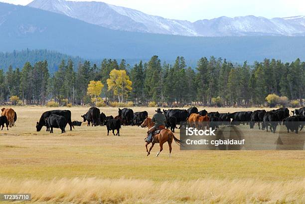 Photo libre de droit de Cowboy À Dos De Cheval banque d'images et plus d'images libres de droit de Ranch - Ranch, Montana - Ouest Américain, Bovin