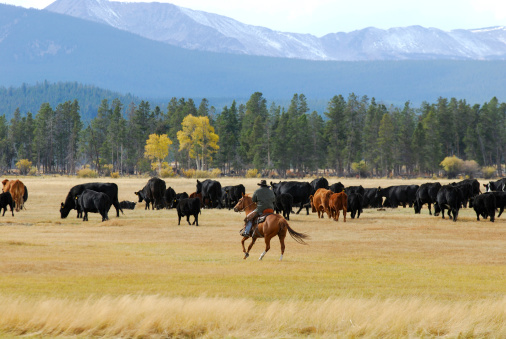 Cowboy is driving the cattle toward the mountain. Yellow Aspen trees in the distance.