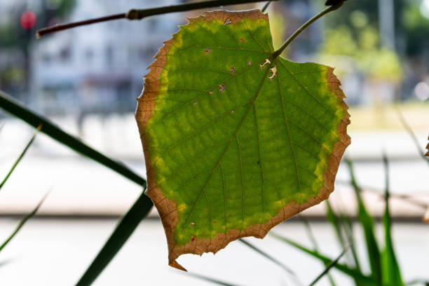 istock Dry leaves on branch in autumn 1723582237