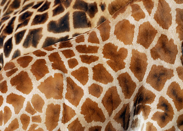 textura de pele de girafa - animal skin imagens e fotografias de stock