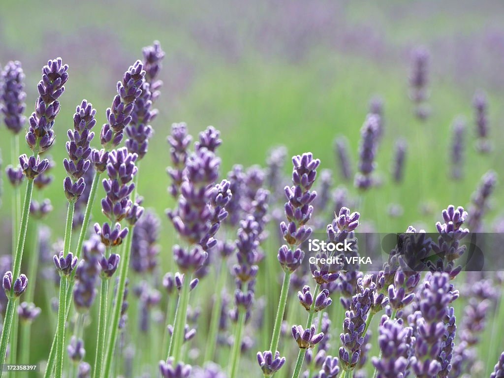 Tappo lavanda - Foto stock royalty-free di Aiuola