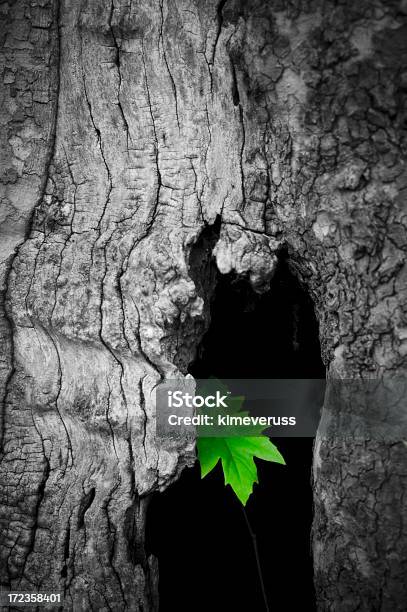 Drzewo Zielony Liść Mystery - zdjęcia stockowe i więcej obrazów Bez ludzi - Bez ludzi, Chować się, Drewno - Tworzywo