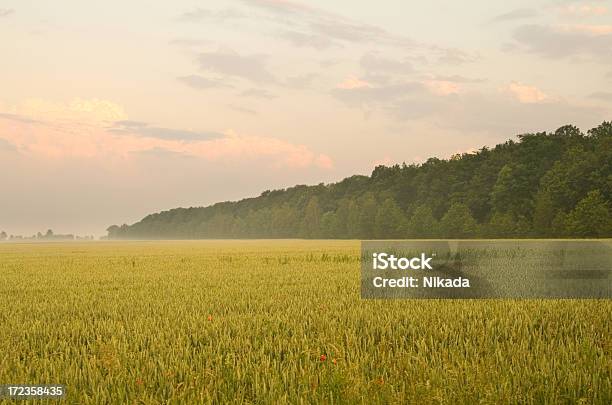 여름 옥수수 풍경 0명에 대한 스톡 사진 및 기타 이미지 - 0명, 건초-식물, 경관