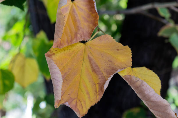 istock Dry leaves on branch in autumn 1723585139