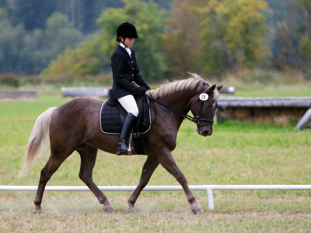 istock Chocolate Palomino Dressage 172358593
