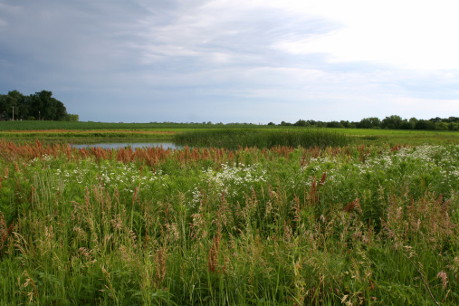 View of prairie pothole and cattails.