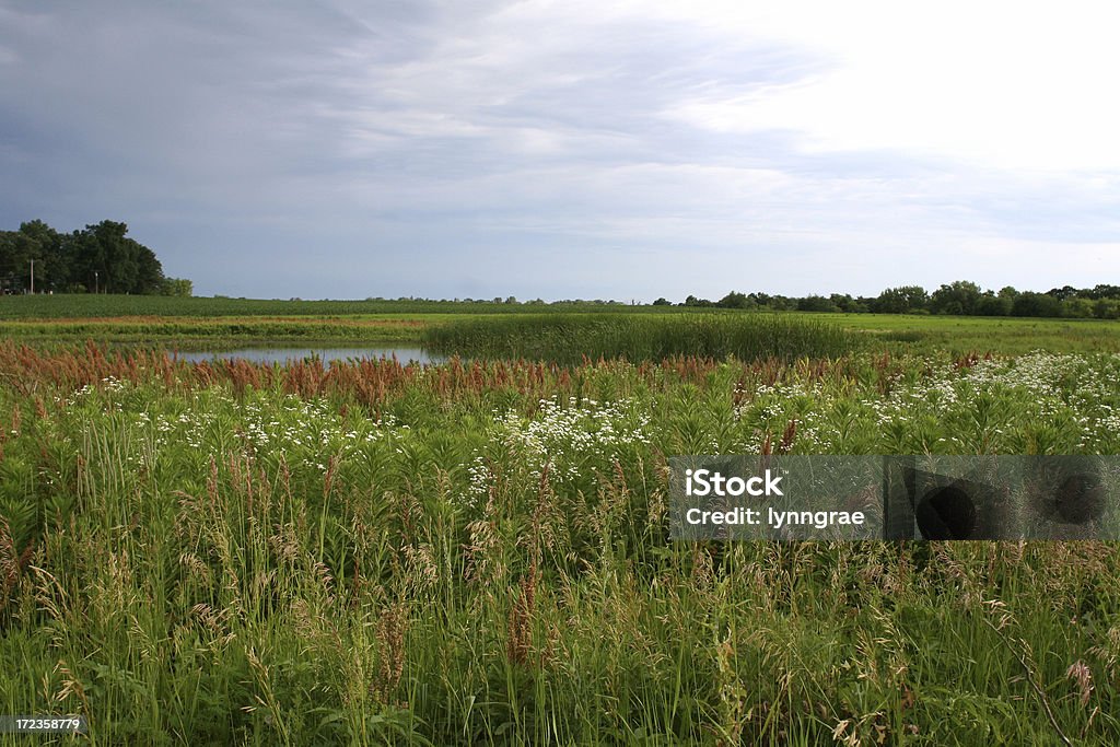 Summer Wetland Scene in Iowa View of prairie pothole and cattails. Iowa Stock Photo