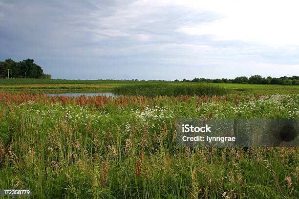 Summer Wetland Scene In Iowa Stock Photo - Download Image Now - Iowa, Swamp, Wetland