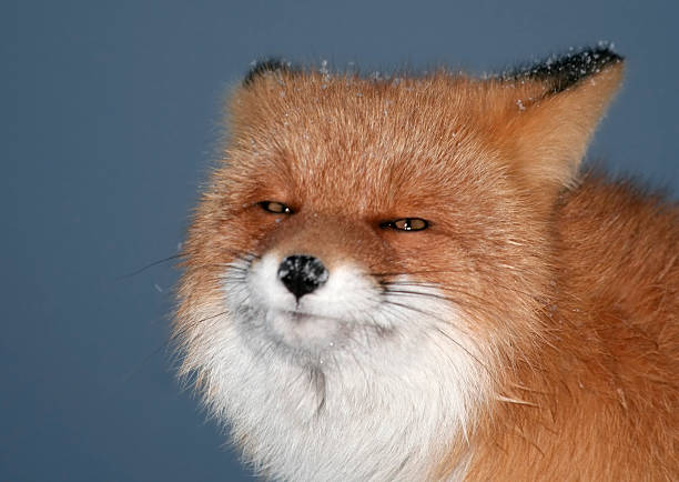 Laughing fox. stock photo