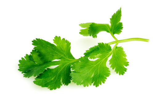 A single sprig of fresh cilantro or coriander leaves, used as a vegetable garnish or seasoning ingredient to add spice and flavor to food, such as in Asian cuisine. The garden green may be organic and is shown isolated on a white background.