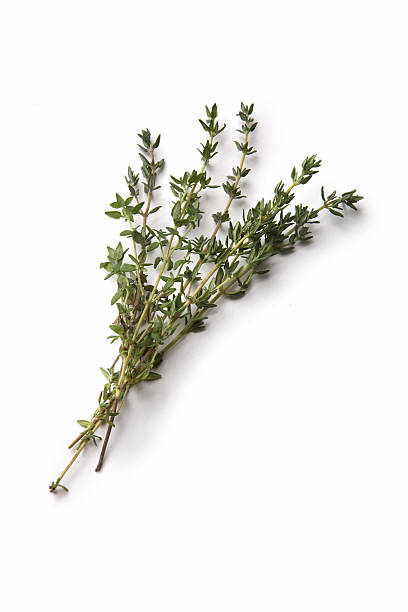 fresh herbs: thyme - tijm stockfoto's en -beelden