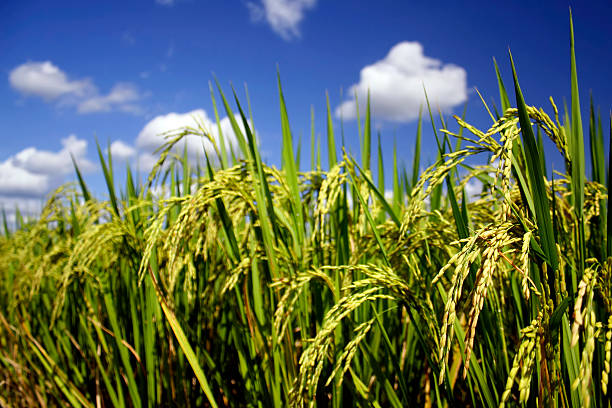 ohr mit reis - rice paddy rice food short grain rice stock-fotos und bilder