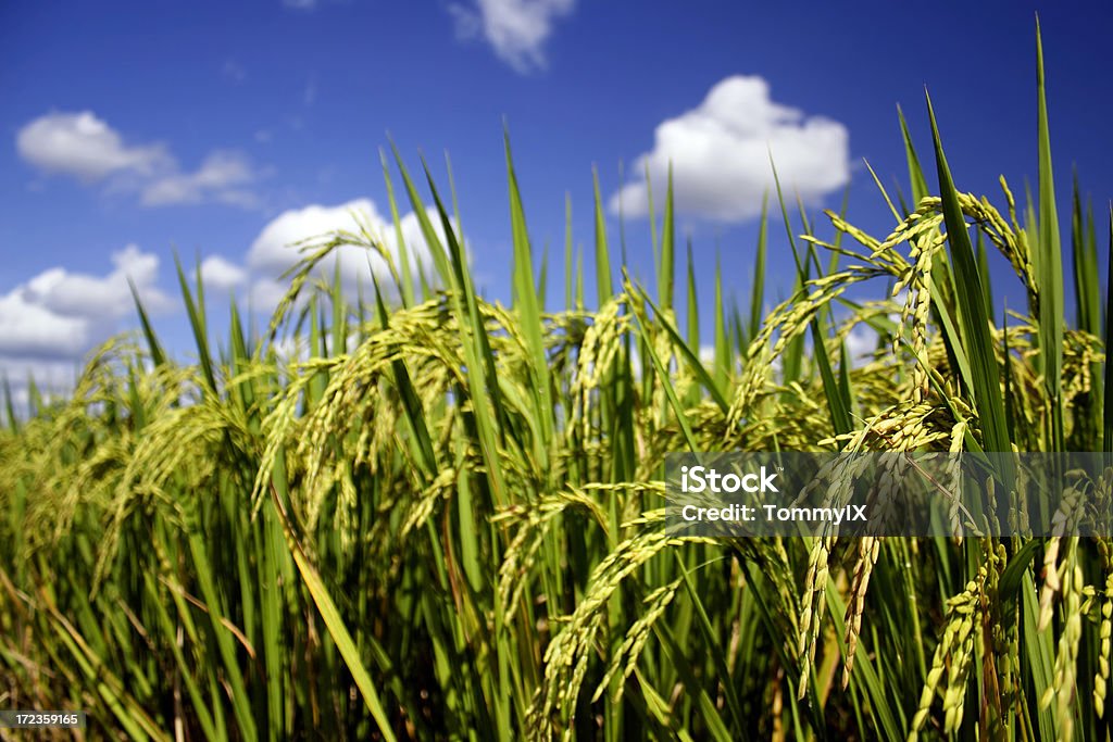 Oreille de riz - Photo de Riz perlé libre de droits