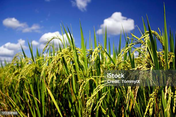 Ухо Риса — стоковые фотографии и другие картинки Короткозёрный рис - Короткозёрный рис, Рисовое поле, Горизонтальный