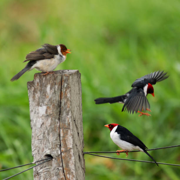 Red Capped Cardinals Three red capped cardinals Red-capped Cardinal (Paroaria gularis) on a fence. Focus on the lowest bird. three red cardinals stock pictures, royalty-free photos & images