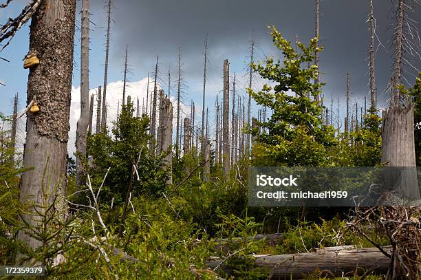 Bosque De Baviera Foto de stock y más banco de imágenes de Lluvia ácida - Lluvia ácida, Aire libre, Arbusto