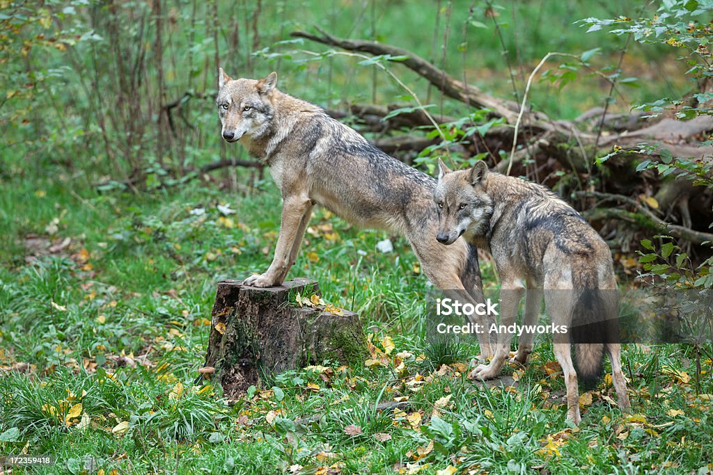 Two Eurasian wolves (Canis lupus lup.) Two Eurasian wolves (Canis lupus lup.) in a forest. Animal Stock Photo