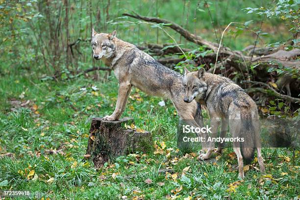 Two Eurasian Wolves Stock Photo - Download Image Now - Animal, Animal Wildlife, Animals In The Wild