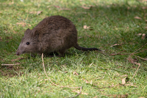 это вид сбоку длинноносого потороо - long nosed potoroo стоковые фото и изображения