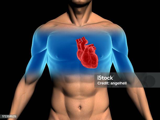 Человеческого Тела С Сердце В Медицинском Исследовании — стоковые фотографии и другие картинки Cardiac Notch