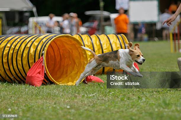 Photo libre de droit de Beagle banque d'images et plus d'images libres de droit de Agilité - Agilité, Amitié, Animal de spectacle