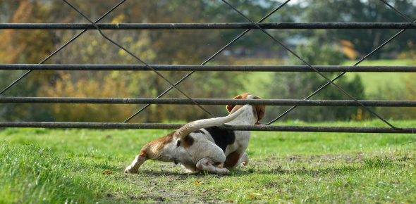foxhound squeezing under a gate
