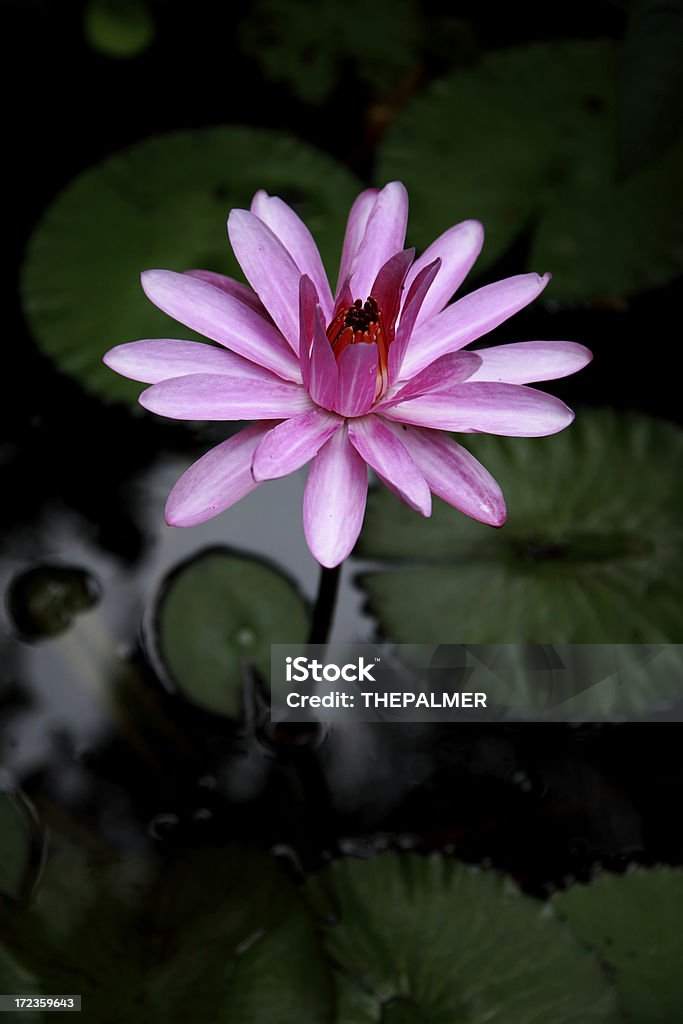 pink water lilly Florida - US State Stock Photo