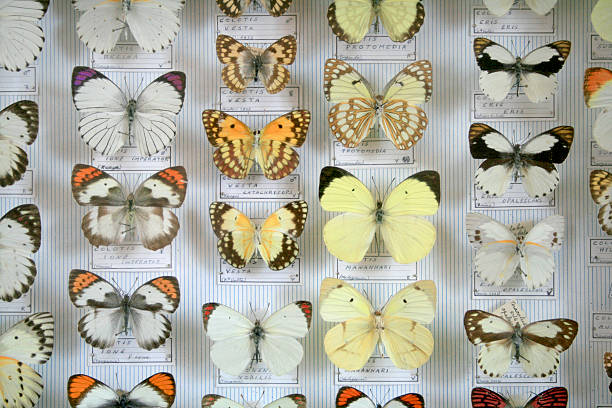 Butterfly Collection stock photo